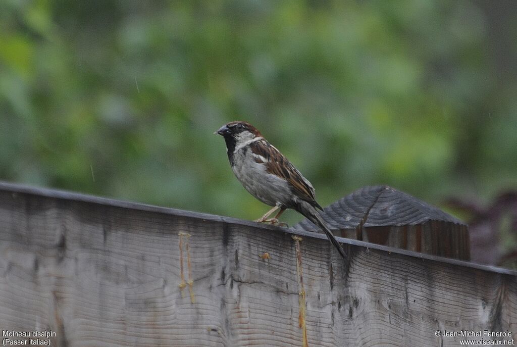 Moineau cisalpin