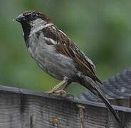 Italian Sparrow