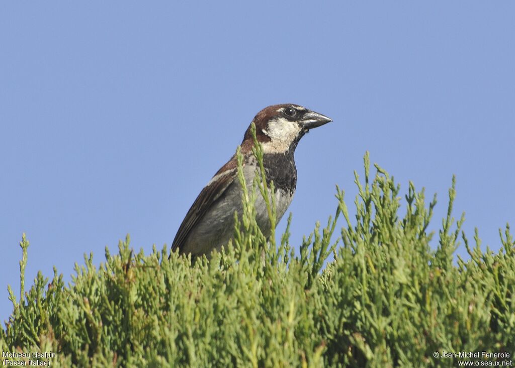 Moineau cisalpin