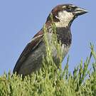 Moineau cisalpin