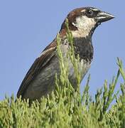 Italian Sparrow