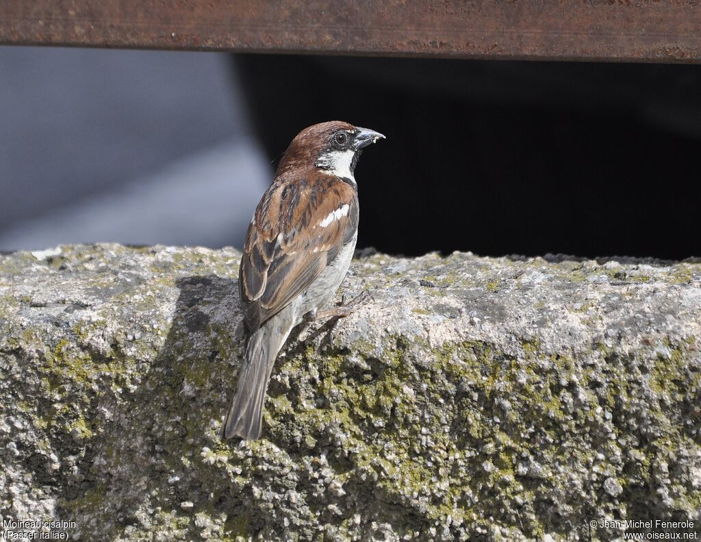 Italian Sparrow