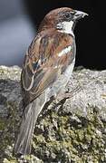 Italian Sparrow