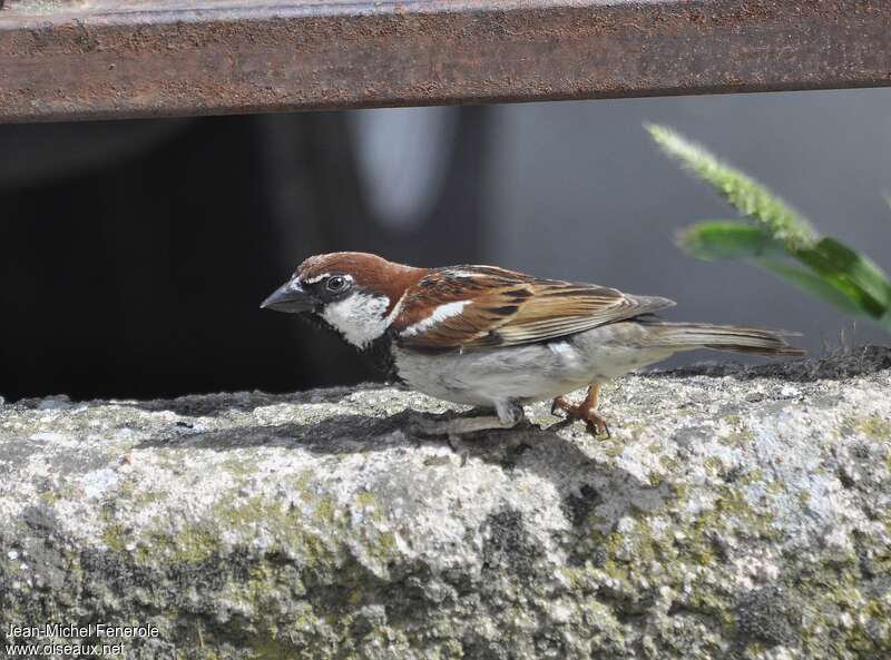 Italian Sparrow male adult breeding, pigmentation, Behaviour