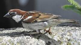 Moineau cisalpin