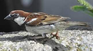 Italian Sparrow