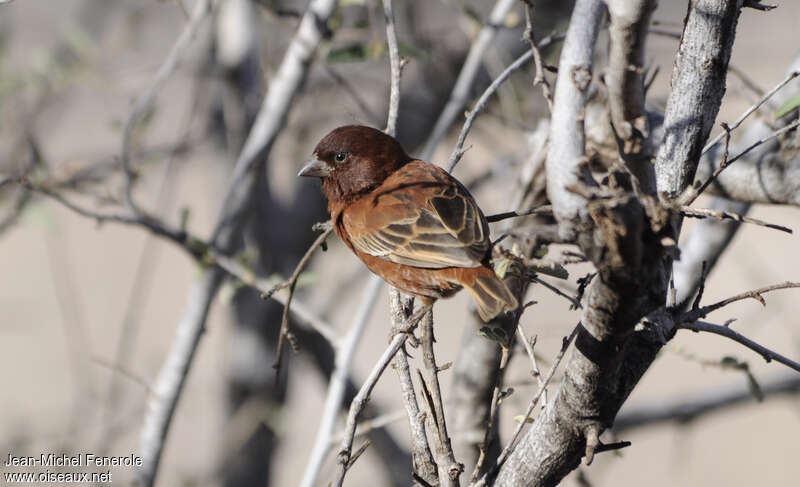Chestnut Sparrow male adult, identification