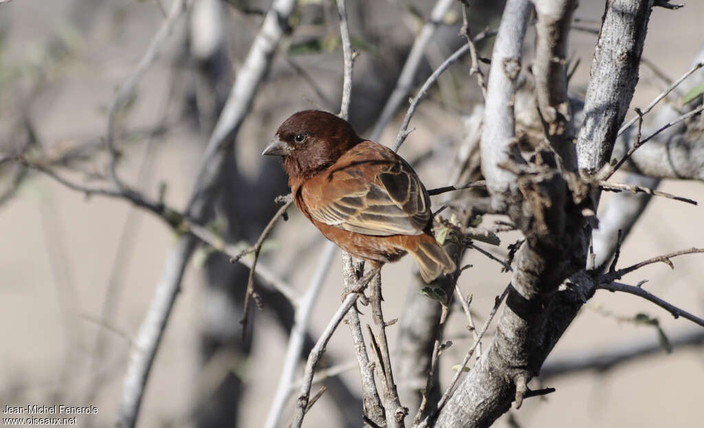 Moineau d'Emin mâle adulte, identification