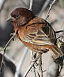 Moineau d'Emin