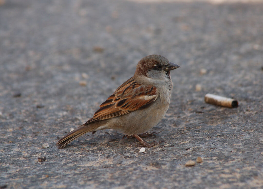 House Sparrow