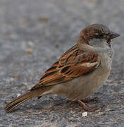 Moineau domestique