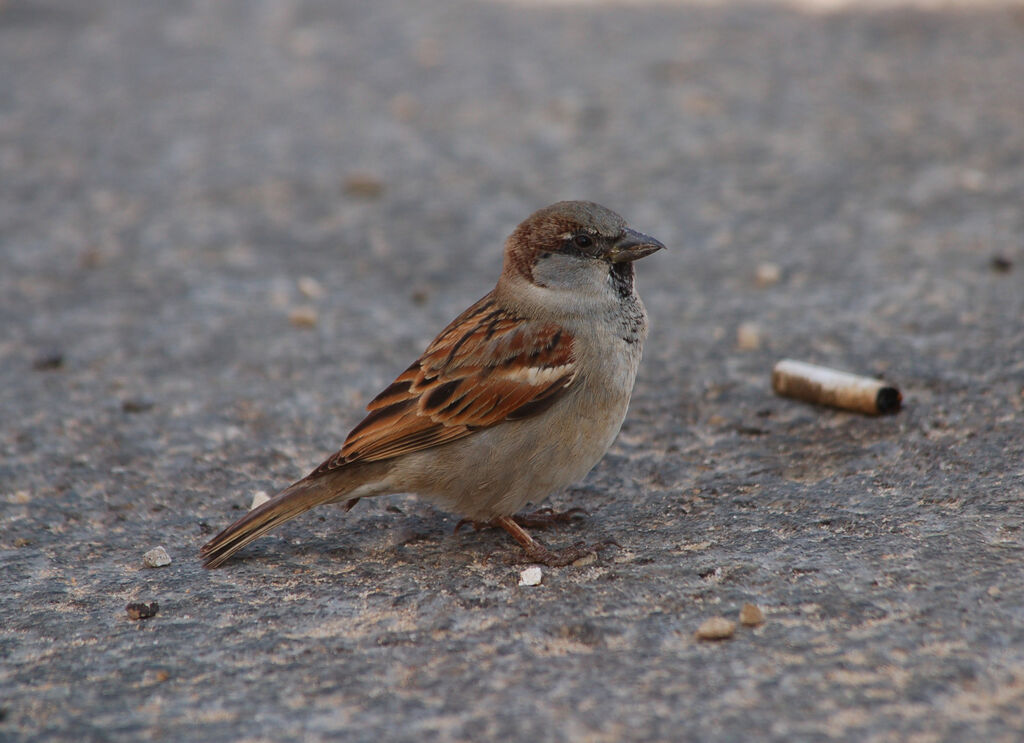 House Sparrow