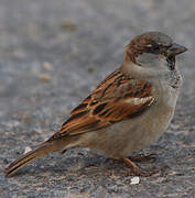 House Sparrow