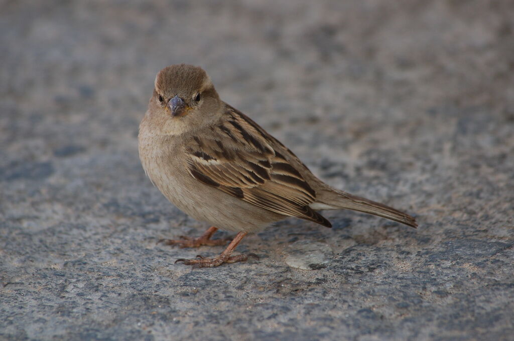 House Sparrow