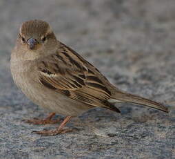 Moineau domestique