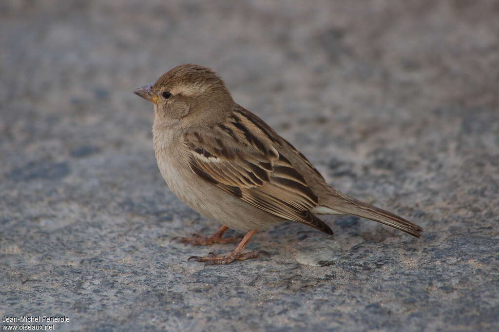 Moineau domestique femelle