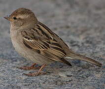 Moineau domestique