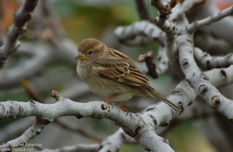Spanish Sparrow female adult breeding, identification