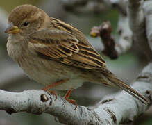 Spanish Sparrow