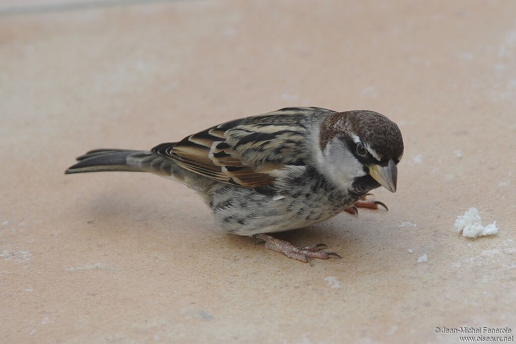 Moineau espagnol