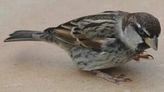 Spanish Sparrow