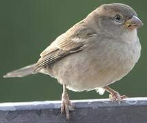 Spanish Sparrow