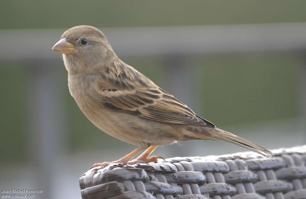 Spanish Sparrow female First year, identification