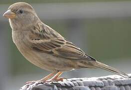 Moineau espagnol