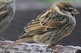 Spanish Sparrow