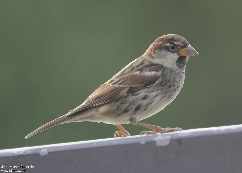 Moineau espagnol mâle 1ère année, identification