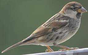 Spanish Sparrow