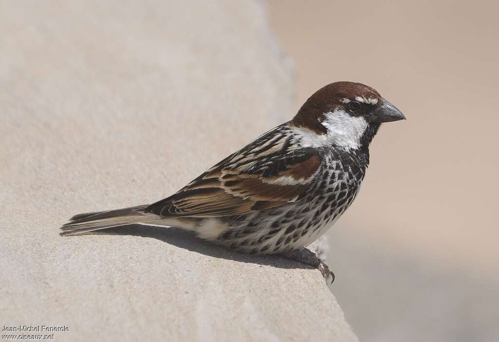 Spanish Sparrow male adult, identification