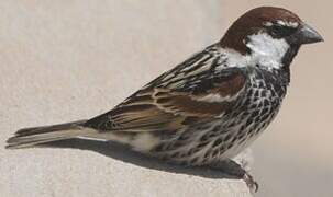 Spanish Sparrow