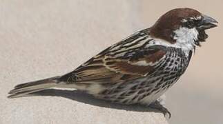 Spanish Sparrow