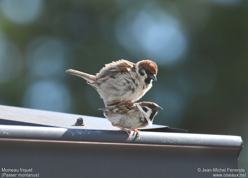 Eurasian Tree Sparrow, mating.