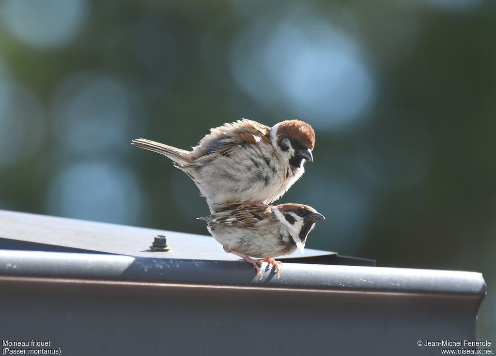 Moineau friquet, accouplement.