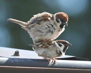 Moineau friquet