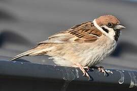 Eurasian Tree Sparrow