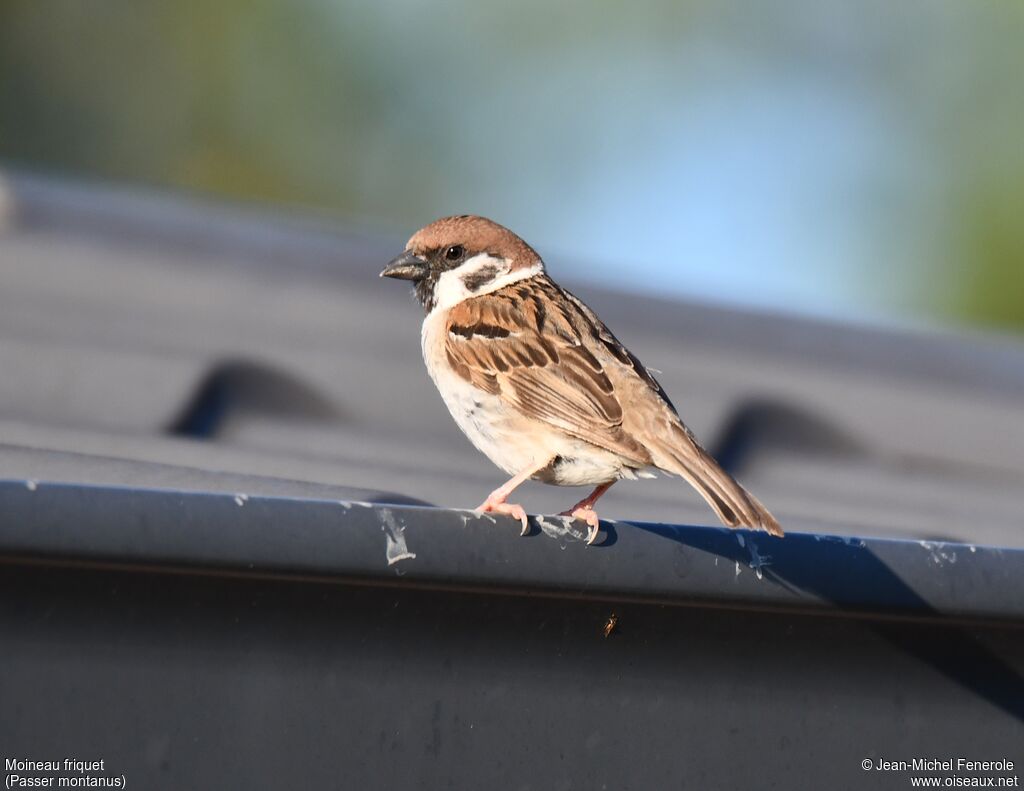 Eurasian Tree Sparrow