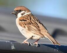 Eurasian Tree Sparrow