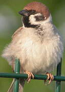 Eurasian Tree Sparrow