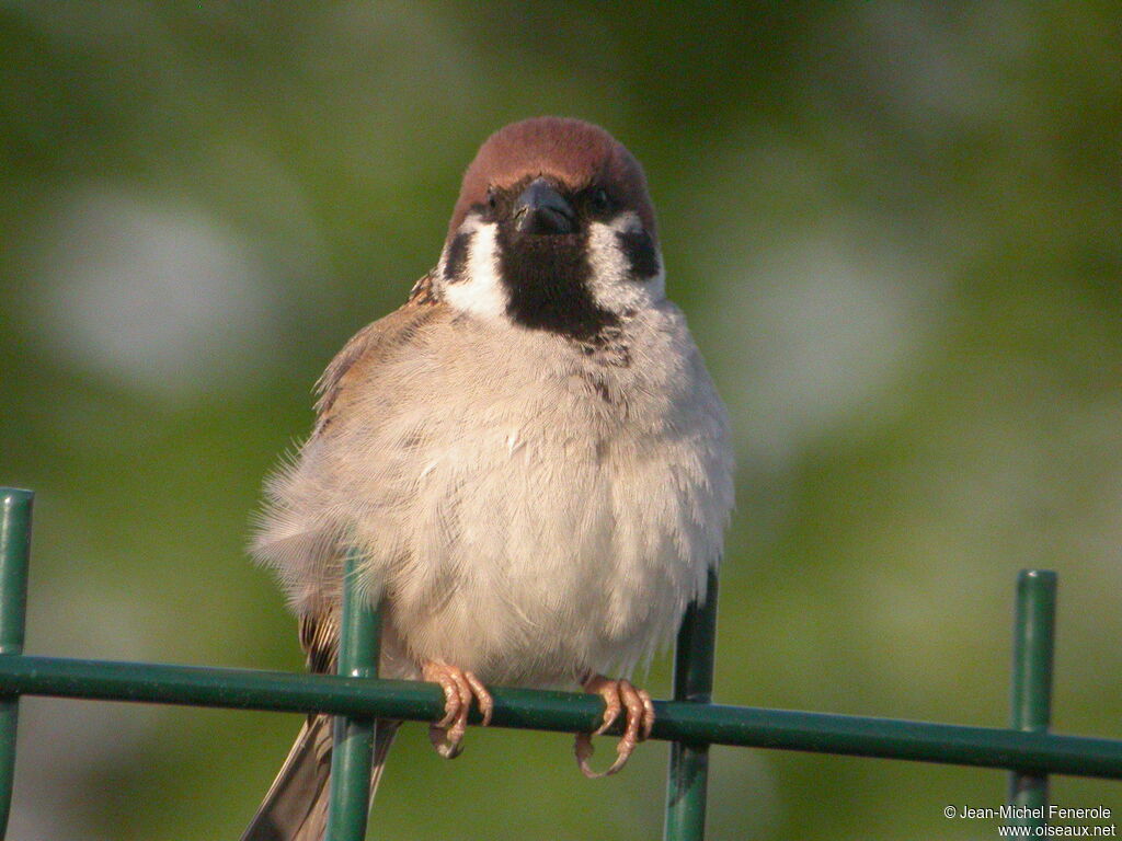 Moineau friquet