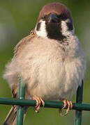 Eurasian Tree Sparrow