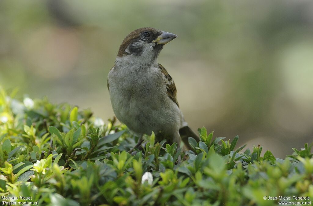 Eurasian Tree Sparrow