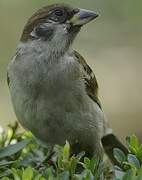 Eurasian Tree Sparrow