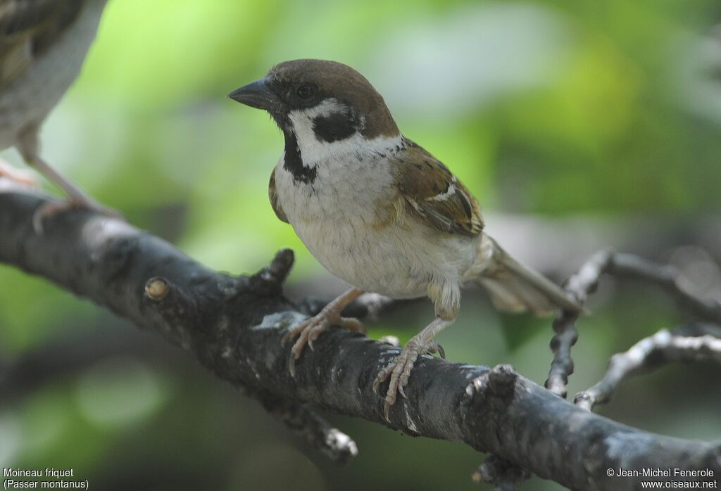 Eurasian Tree Sparrow