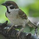 Moineau friquet