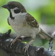 Eurasian Tree Sparrow