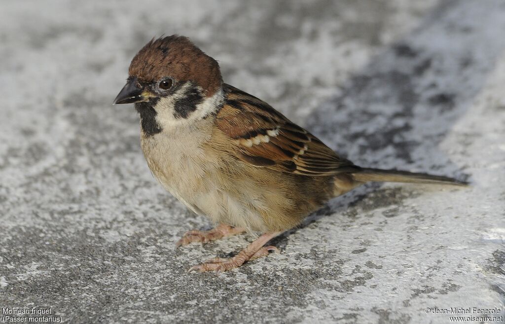 Moineau friquet