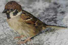 Eurasian Tree Sparrow